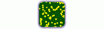 Gold Nanoparticles, 15 nm, 0.01% Au           Cat. No. GP01-15-20     15 nm    20 mL