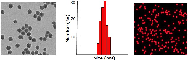 Silica Particles, Rhodamine lableled           Cat. No. Si50u-RB-1     50 um    1 mL