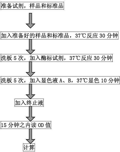 小鼠缺氧诱导因子1α（HIF-1α）ELISA试剂盒BS-2779